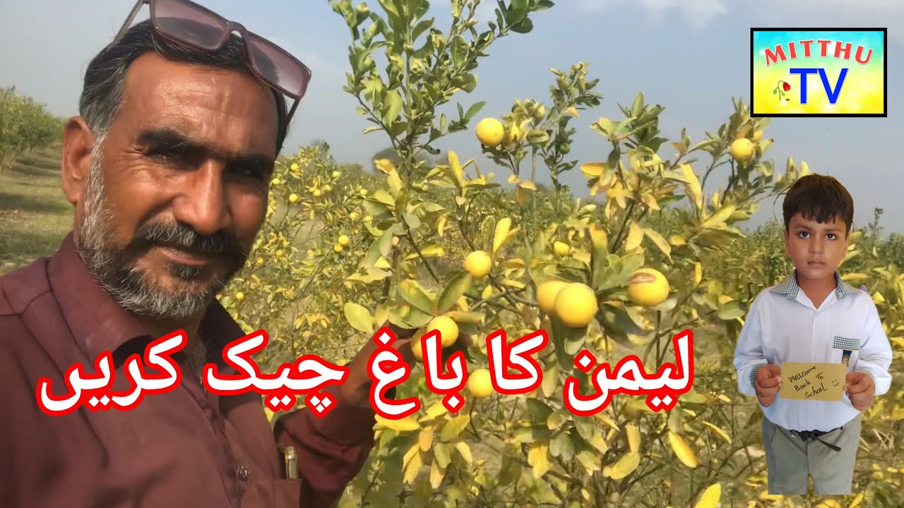 Dariya Dariya Satluj ki Jameen per Nimbu ka Bhag Mitthu TV