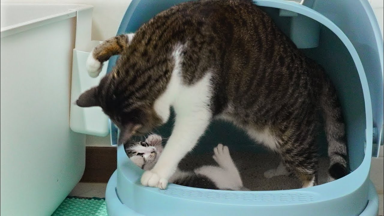The Rescued Kitten Becomes Too Confident in front of the Big Cat