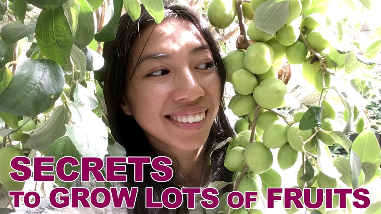 Secrets To Growing Abundance Of Fruits + Tour