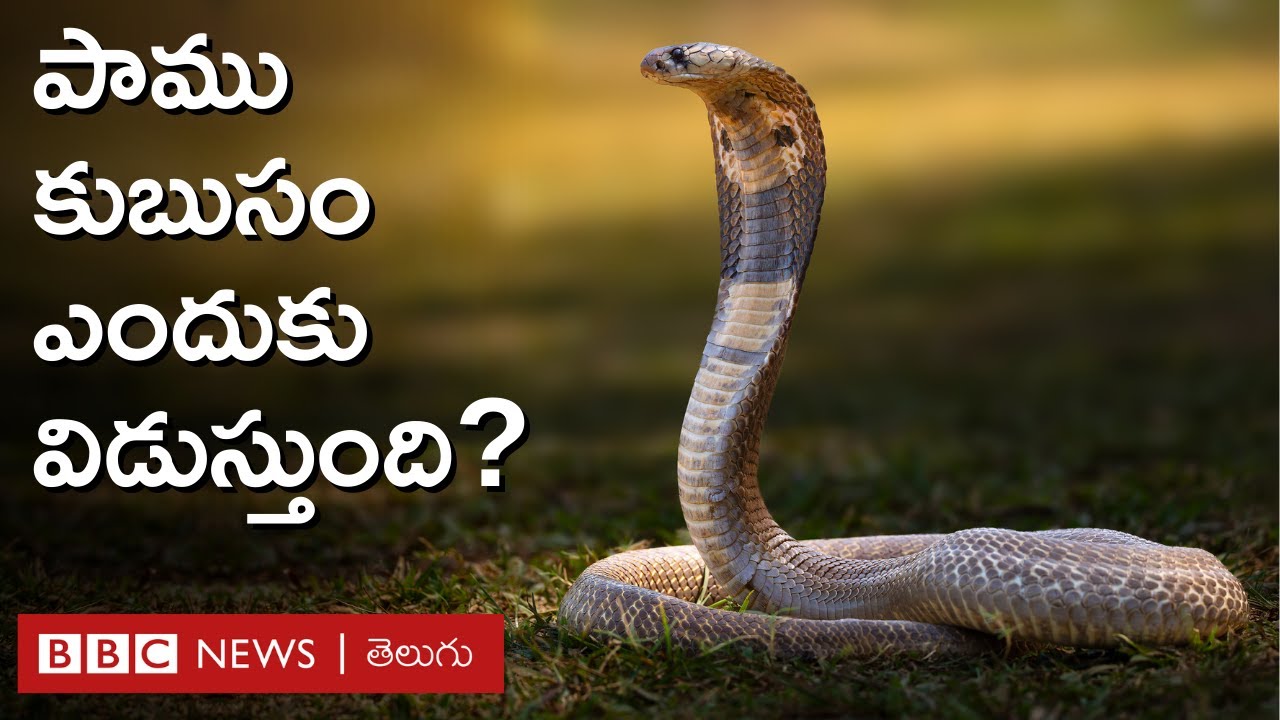 Snake: పాము కుబుసం ఎందుకు విడుస్తుంది? అప్పుడు దాని దగ్గరకు వెళ్తే ఏమవుతుంది?  | BBC Telugu
