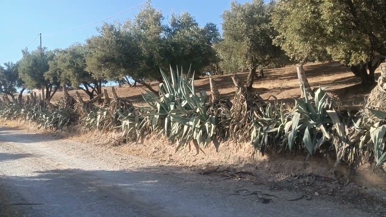 تقريباً 30 هكتار مغروسة زيتون محافظه طريق ضوء ماء سكنى كورا 0679444657 