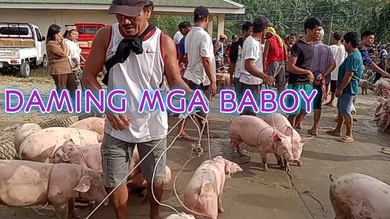 BABOY NGA MGA BUOTAN,.MANTALONGON BARILI LIVESTOCK AUCTION 2024 #baboy