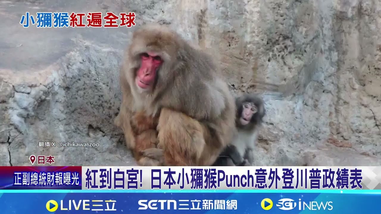 紅到白宮! 日本小獼猴Punch意外登川普政績表│記者 黃瓊慧 │新聞一把抓 20260226│三立新聞台