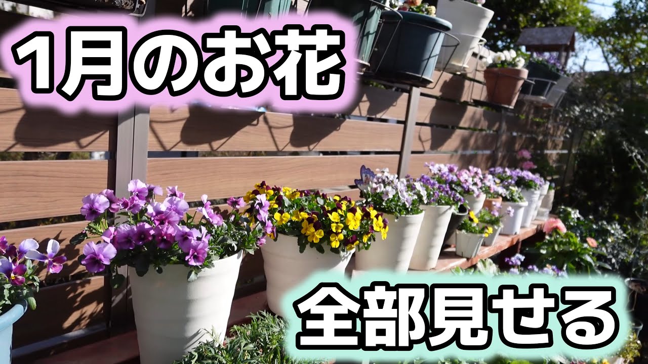 【ガーデンツアー】真冬でもたくさん咲いてるお花・冬越ししているお花全部紹介