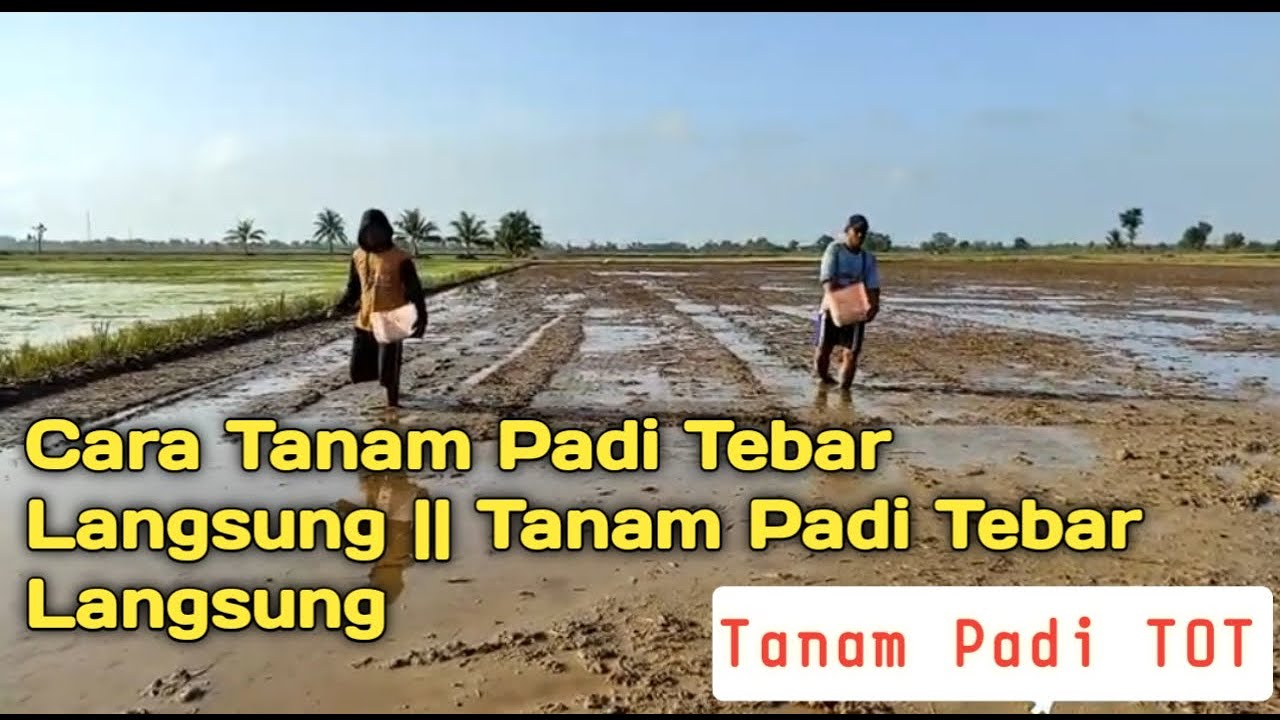 Cara Tanam Padi Tebar Langsung || Tanam Padi Tebar Langsung