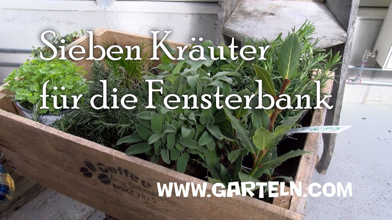 Sieben Kräuter für die Fensterbank - Tipps und Vorschläge