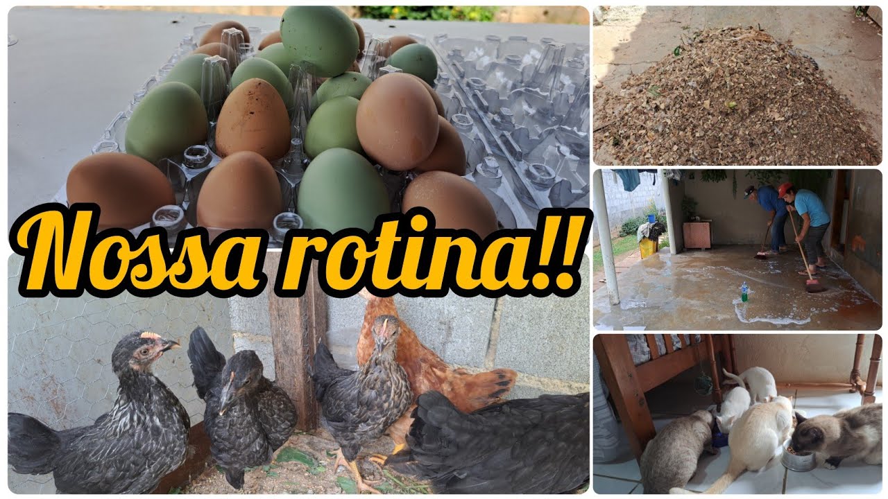 NOSSO DIA NO MINI SÍTIO/FIZ LIMPEZA NAS VARANDAS E TROQUEI A CAMA DAS GALINHAS
