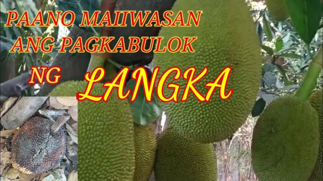 PAANO MAIIWASAN ANG PAGKABULOK NG LANGKA