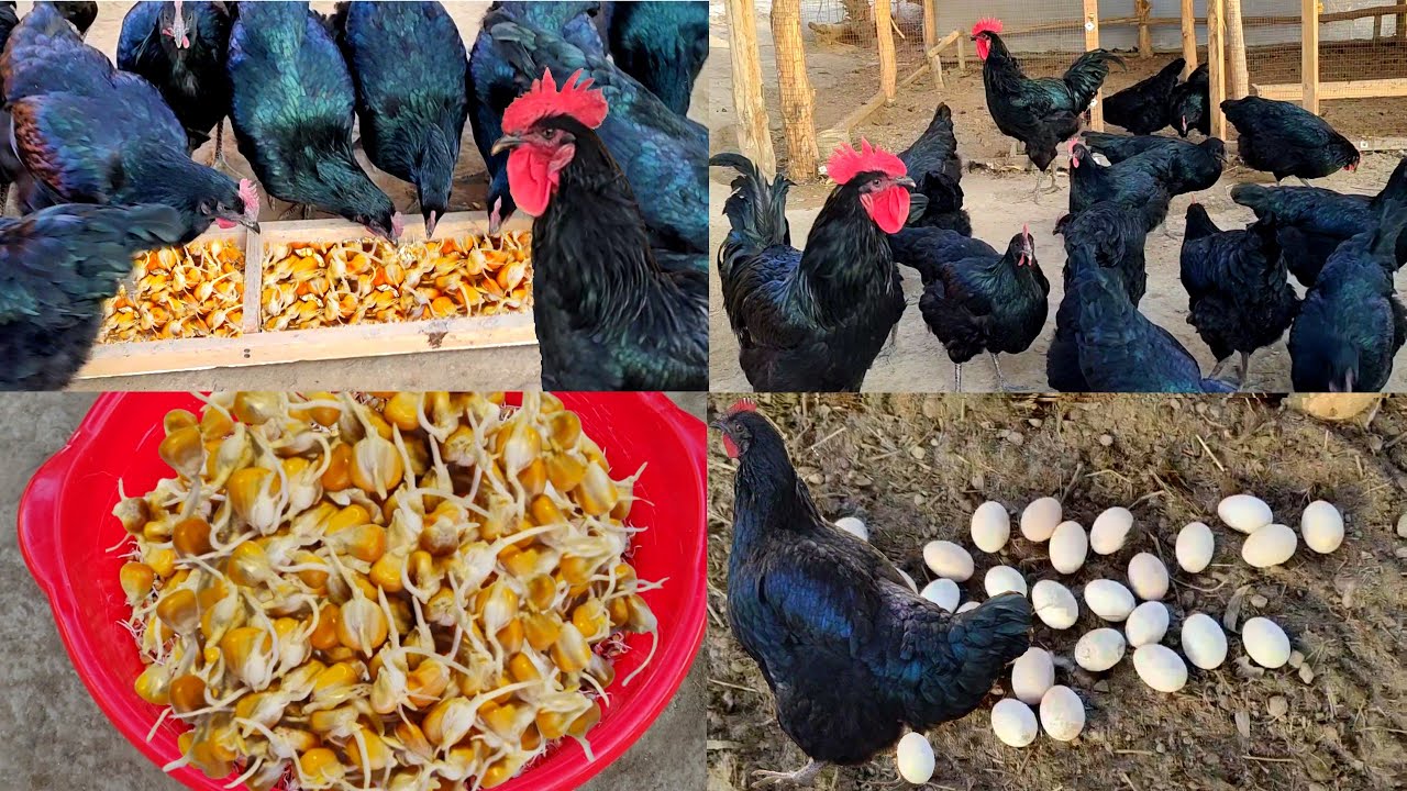 A simple way to get more eggs from your chicken / Gigant qora shaxzoda tovuqlari