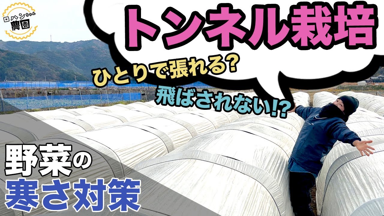 【トンネルの作り方】農家が教える強風にも強いトンネルの作り方　トンネル栽培