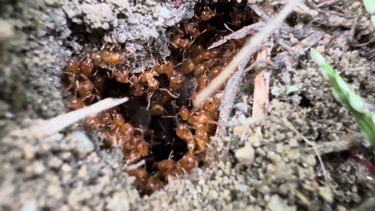 Lasius Latipes - 16 Août 2025, 7:29 pm, Saint-André-Avellin - iNaturalist