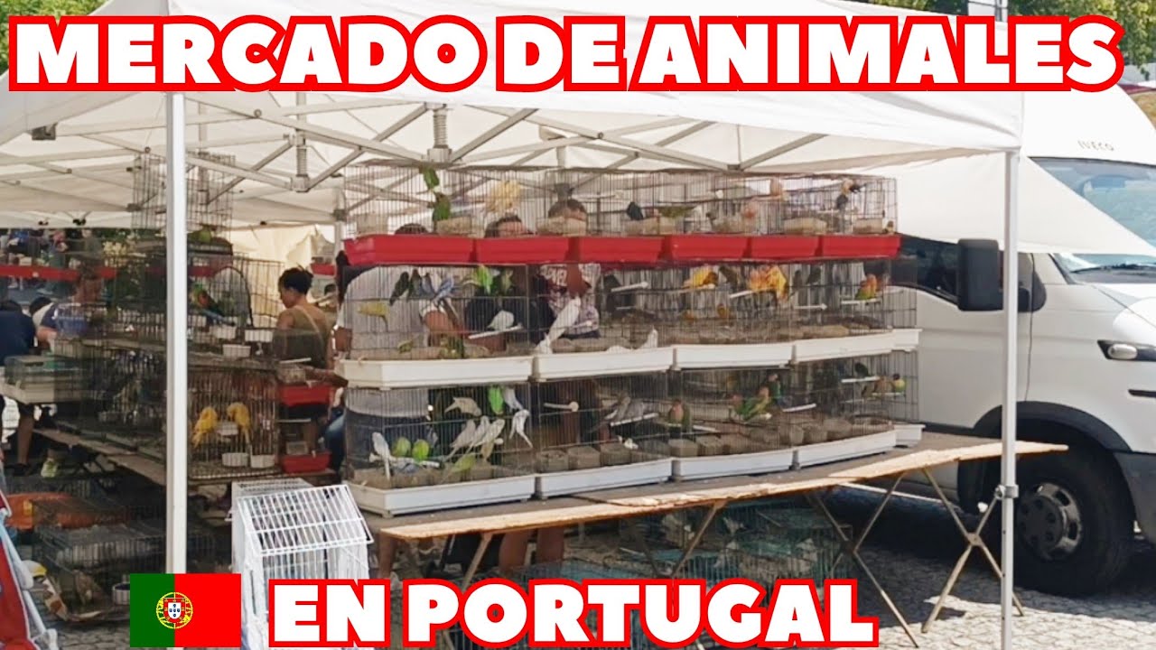 ASÍ ES UN MERCADO DE ANIMALES EN PORTUGAL