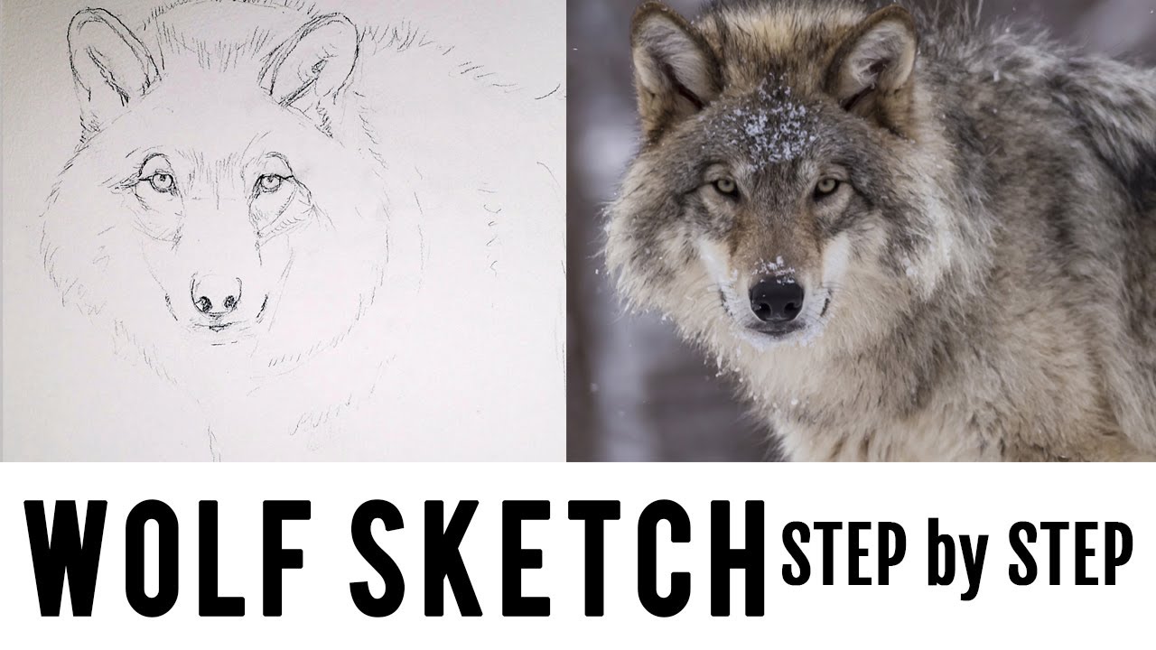 How to Draw a Wolf From a Photo for a Watercolor Painting