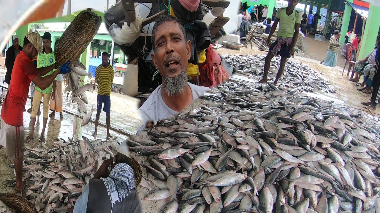 kuyakata alipur fish market  kuakata macher bazar  কুয়াকাটা সামদ্রিক মাছের বাজার | kuakata_tour |