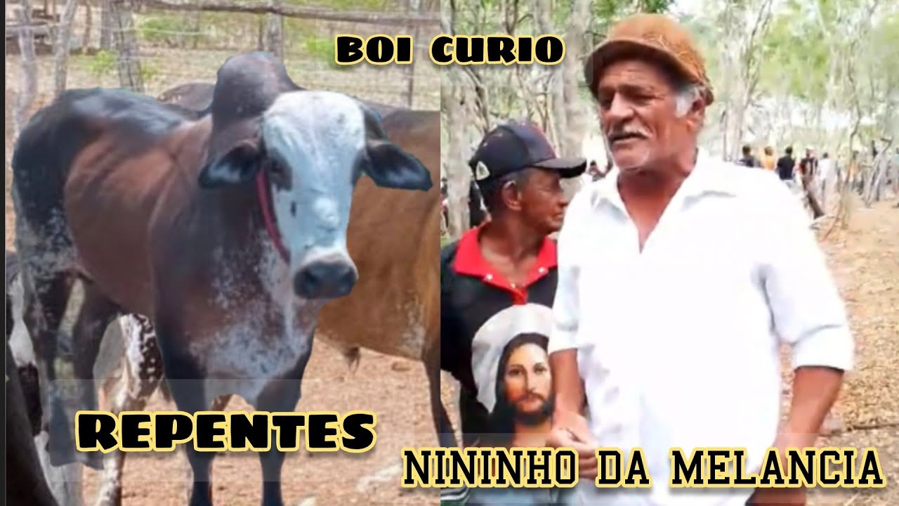 Nininho da Melancia e Robertinho,  uma Pancada de Repentes em uma corrida do Boi curio 