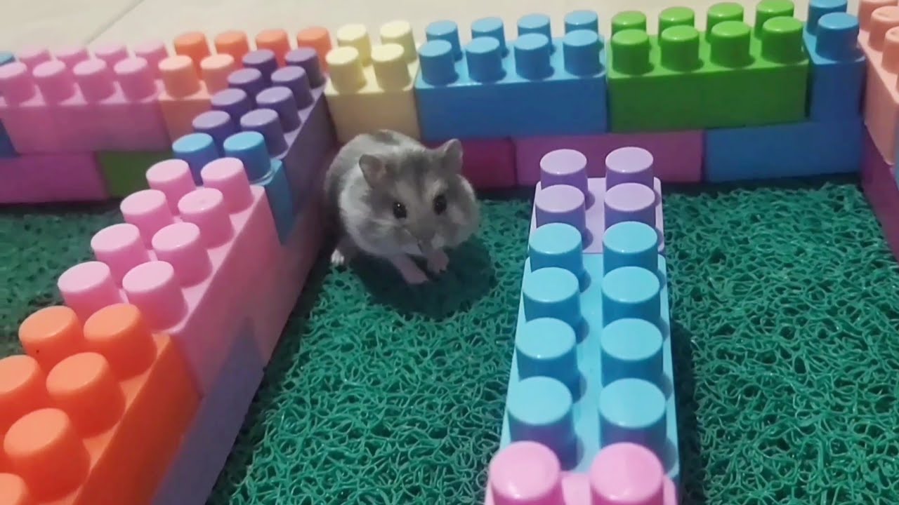 I was very happy when I saw a cute hamster 🐹#hamsters #pets #cute #animals #funny #funnyhamster