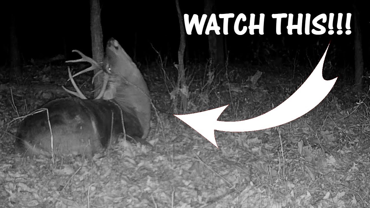 Не могу поверить, что я заснял ЭТО на камеру! Загадочное завершение серии видеороликов!