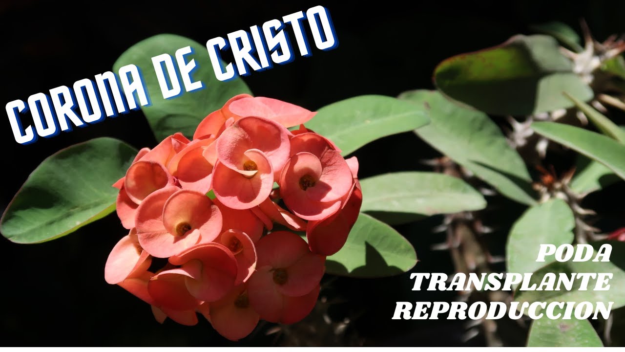 Corona de Cristo // Transplante, poda y reproducción