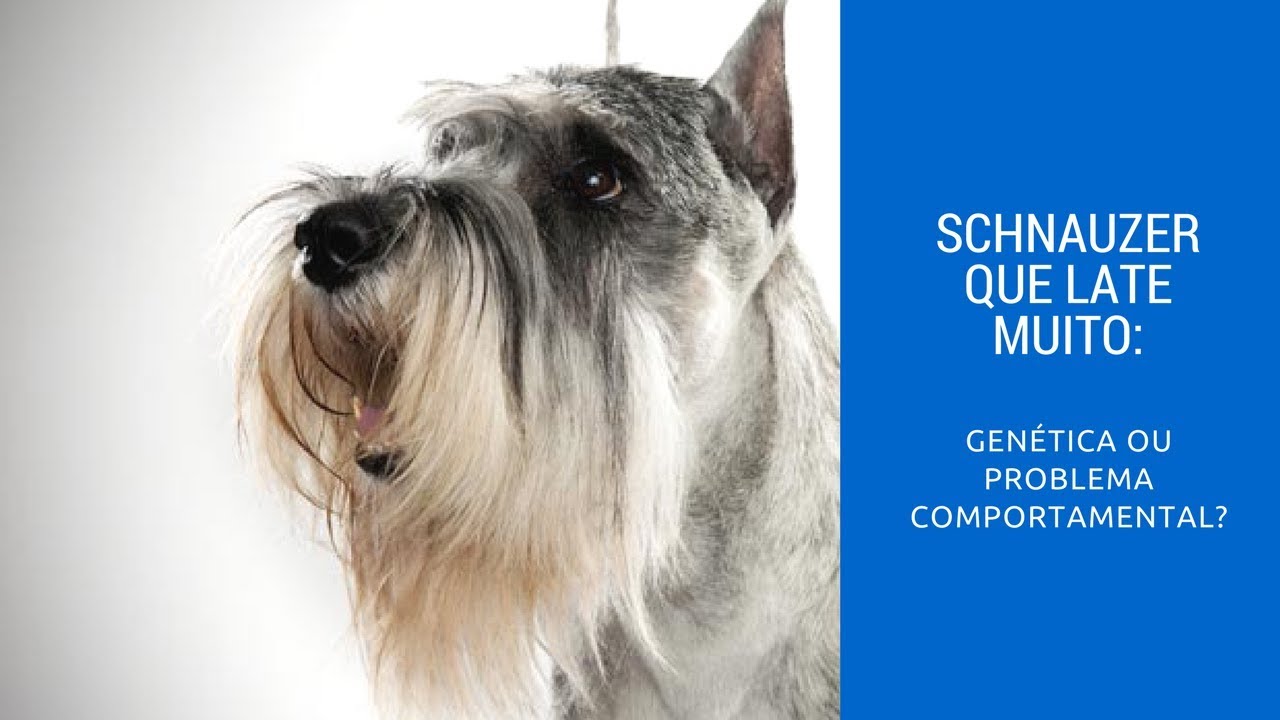 Schnauzer que late muito: genética ou problema comportamental?