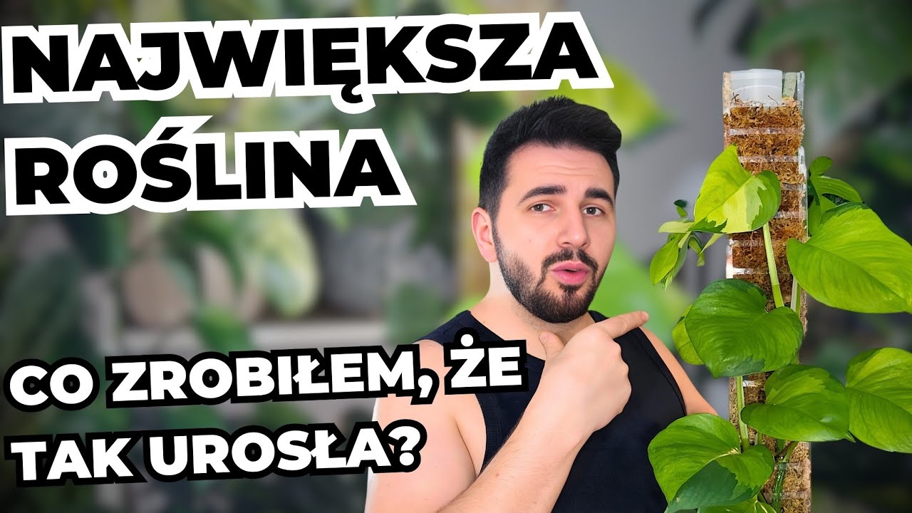 MOJA NAJWIĘKSZA ROŚLINA 🌿 TE SPOSOBY DZIAŁAJĄ 