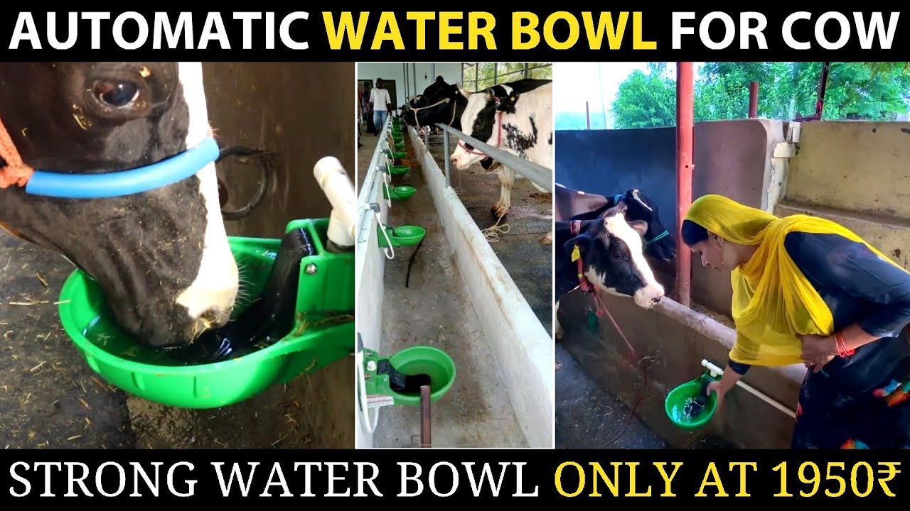AUTOMATIC WATER BOWL for COWS in INDIA | Ft. Darshan Singh | Farming Leader