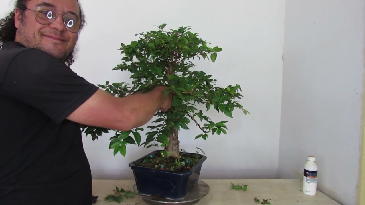 BONSAI DE JABUTICABA // PODA E RETIRADA DE ARAMES