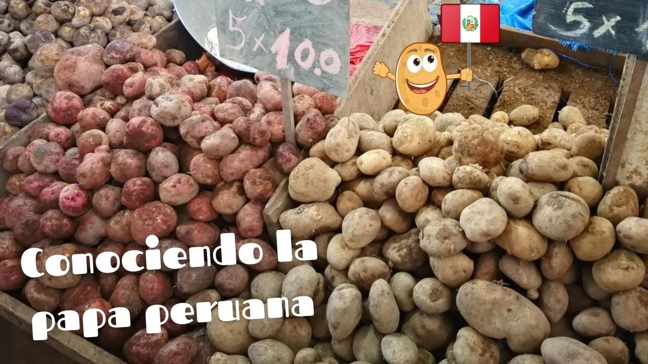 🥔 Conociendo un poco más de la PAPA PERUANA, mercado mayorista | Amikrea Ideas