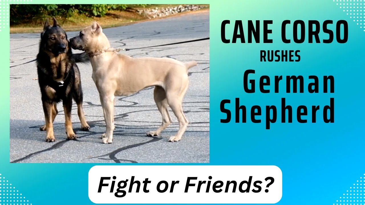 Cane Corso Meets German Shepherd Dog