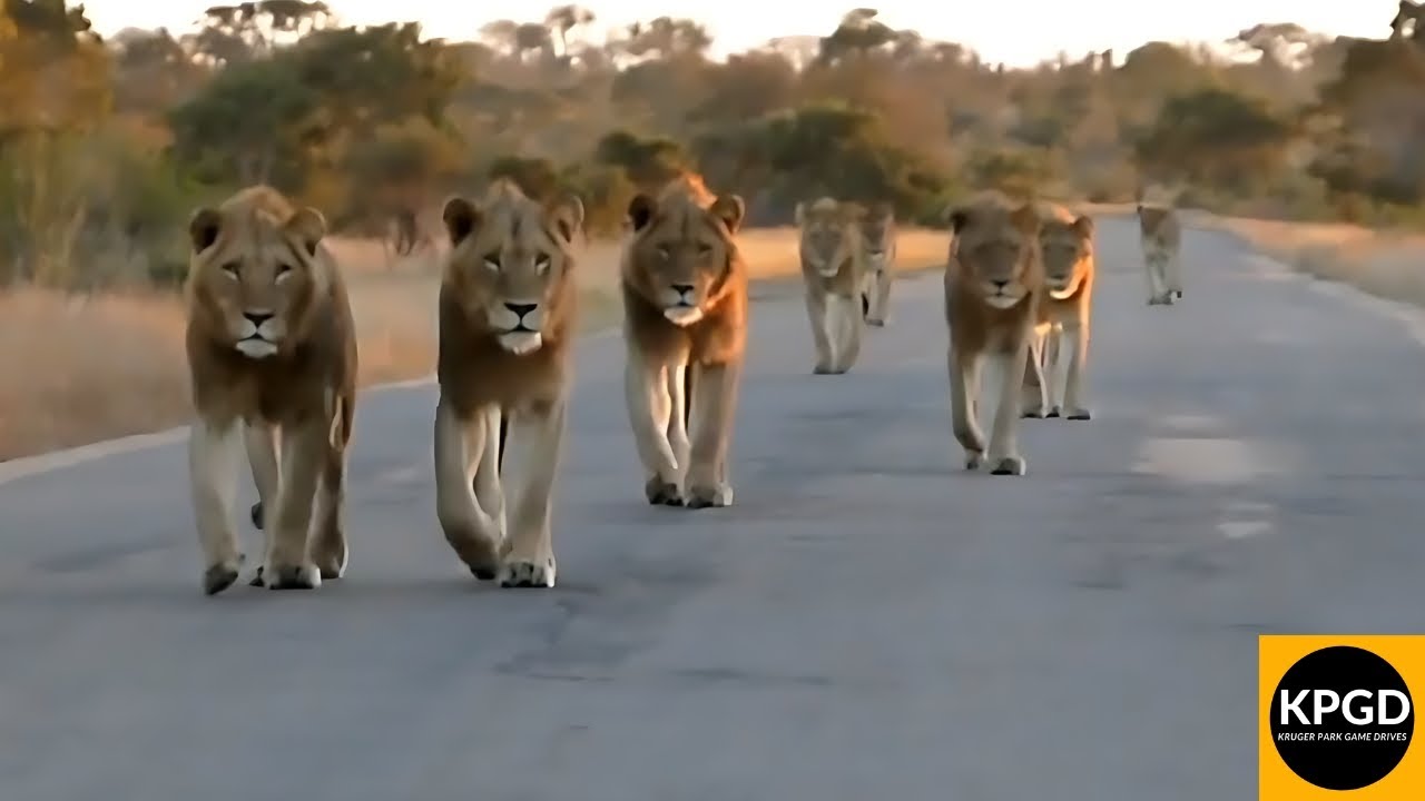 Magnificent Lion Sighting Early Morning in Kruger National Park. #lion #lions