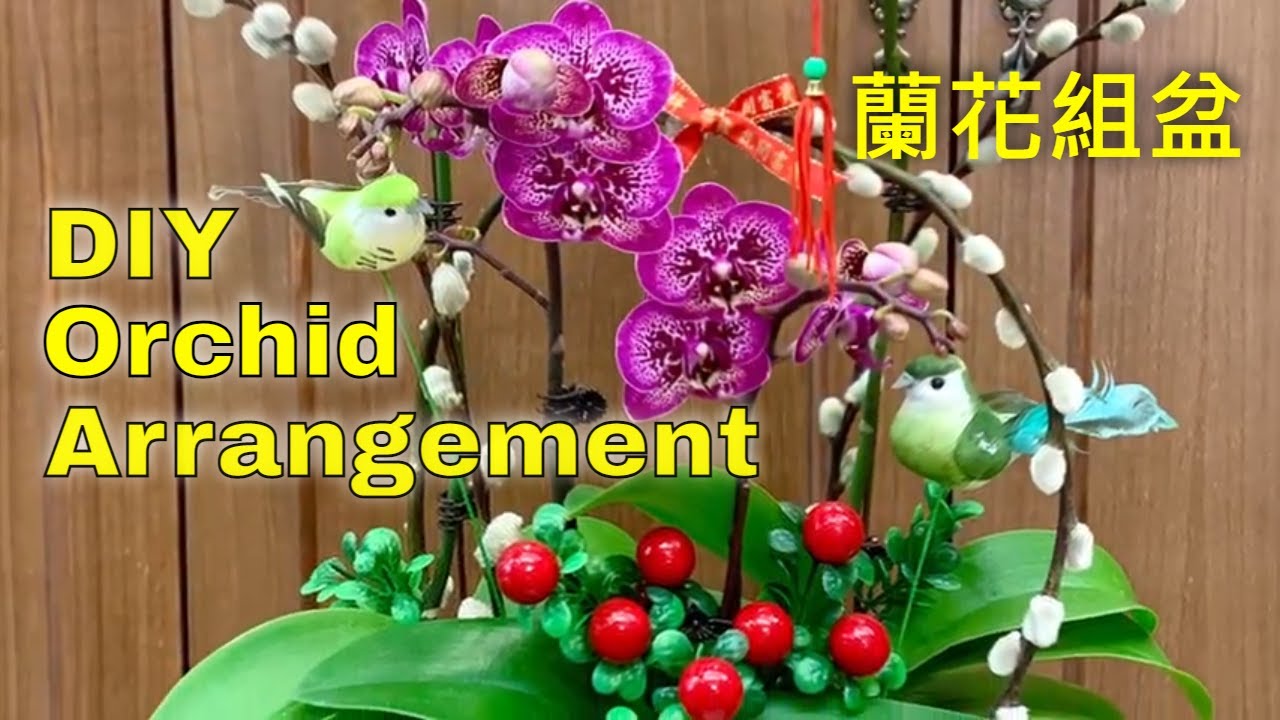 賀年蘭花組盆｜銀柳做裝飾倍添高雅｜送牛迎虎好意頭｜詳細做法示範｜Orchid Arrangement with Silver Willow for Chinese New Year of Tiger