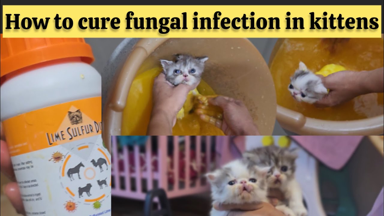 How to cure fungal infection in cats | how to use sulphur dip on cats & kittens | cat skin infection
