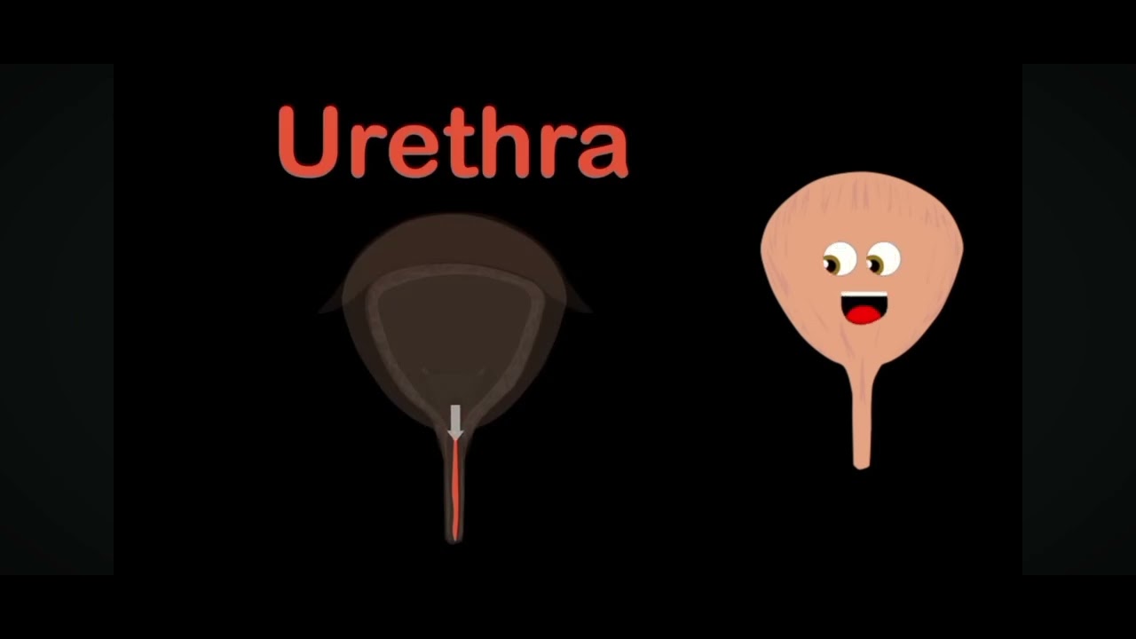 Bladder in reverse