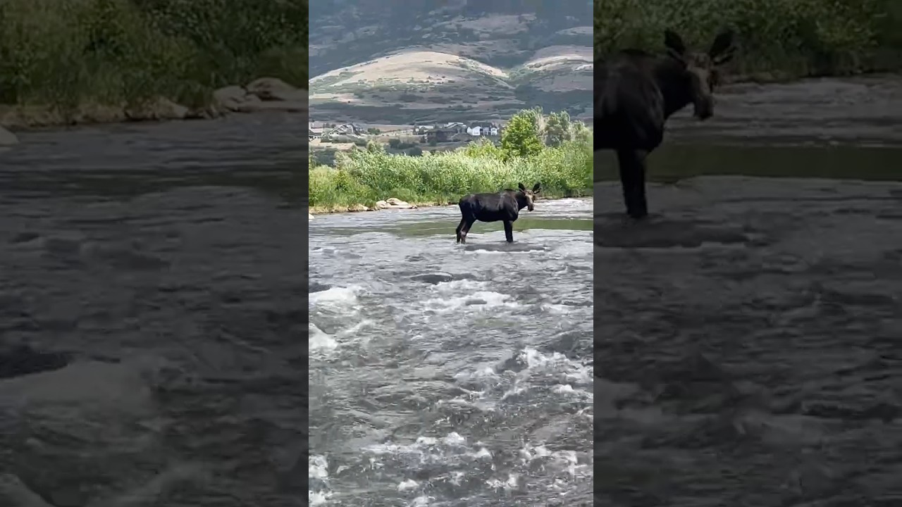 Wild moose encounter: fly fishing the Provo river for brown trout