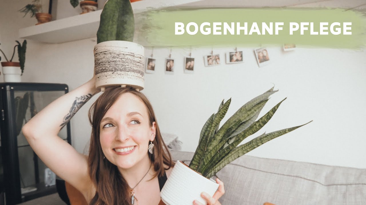 BOGENHANF PFLEGE | Gießen, Düngen, Vermehren | coyote diaries