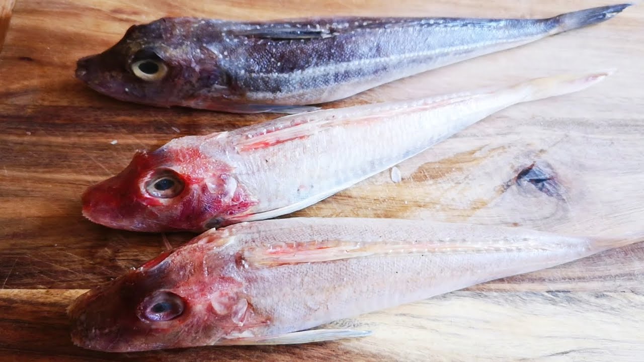 這是什麼魚？叫什麼名字？好吃嗎？吃貨的最愛！