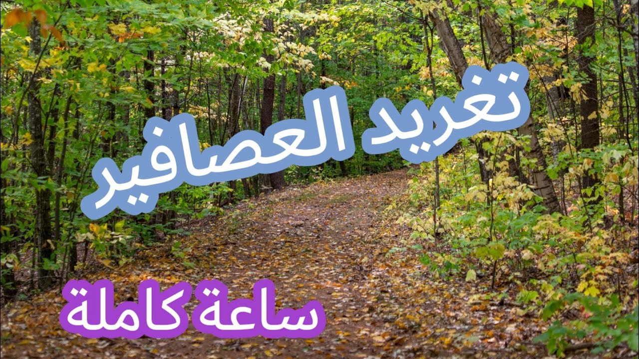 استمتع بأجمل أصوات العصافير وسط هدوء الغابة