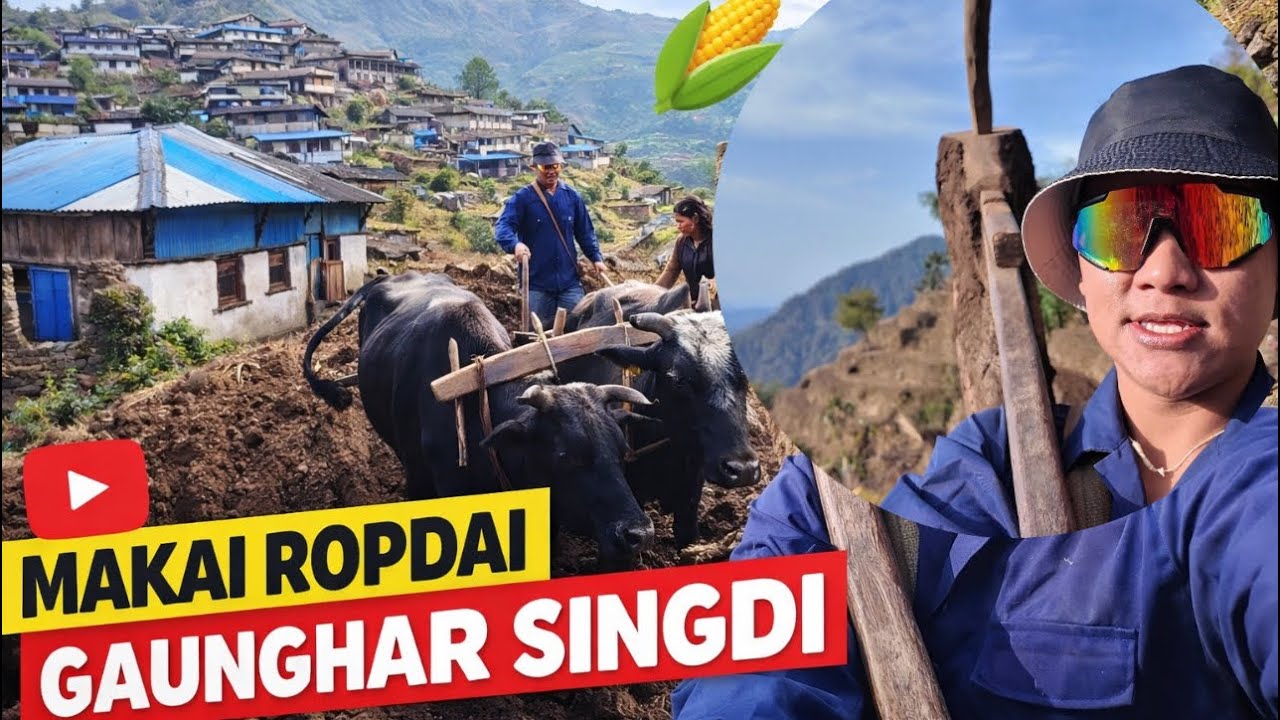 Makai Ropdai in Gaunghar Singdi 🌽 | Village Life in Lamjung Nepal 🇳🇵| DITULGRG 💪🏼