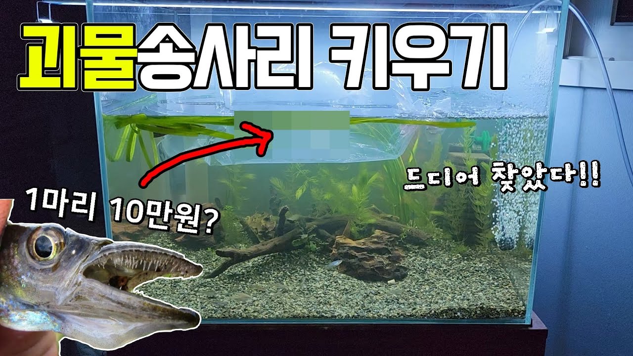 20cm 괴물송사리 드디어 입양~!! 1마리에 10만원 살벌하네요ㄷㄷ