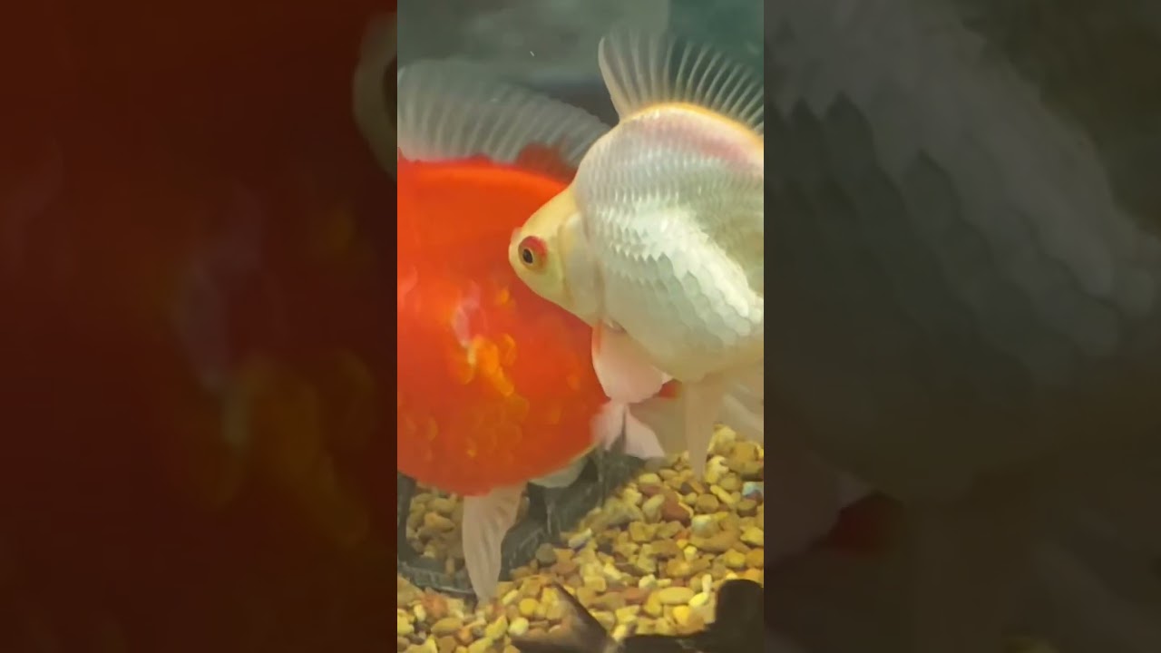 Goldfish Aquarium Relaxation Meditation Music￼ #relaxation #meditationmusic #shorts #relaxing #relax