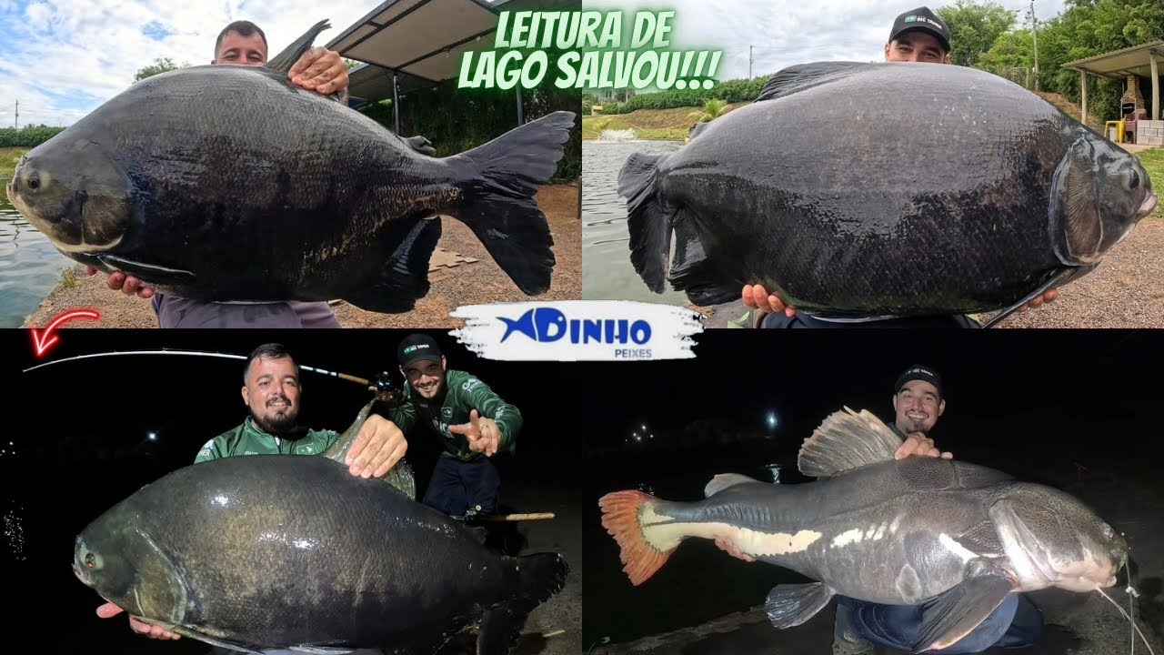 ENTENDER O PEIXE FAZ TODA DIFERENÇA!!! Pesqueiro do Dinho Presidente Prudente-SP 