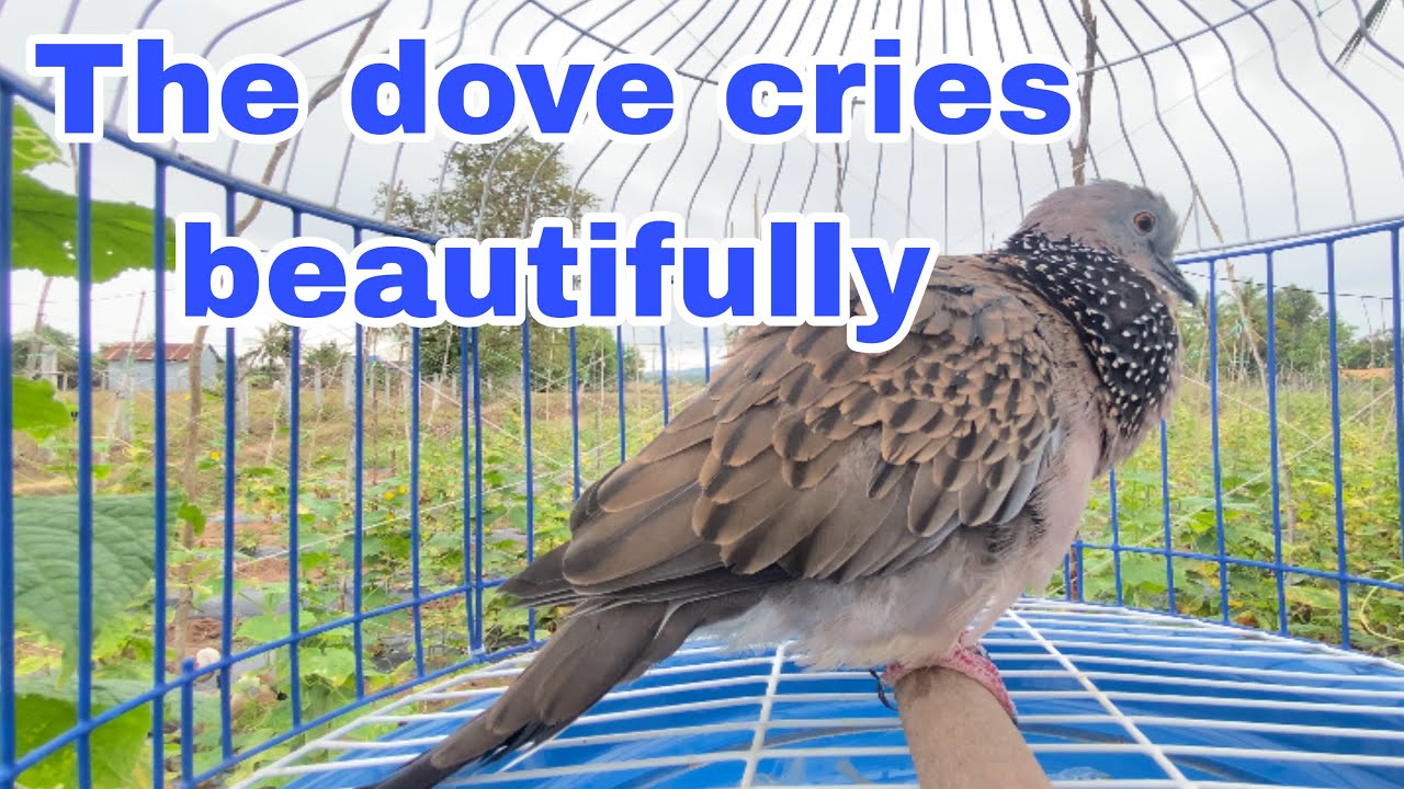 The dove cries beautifully