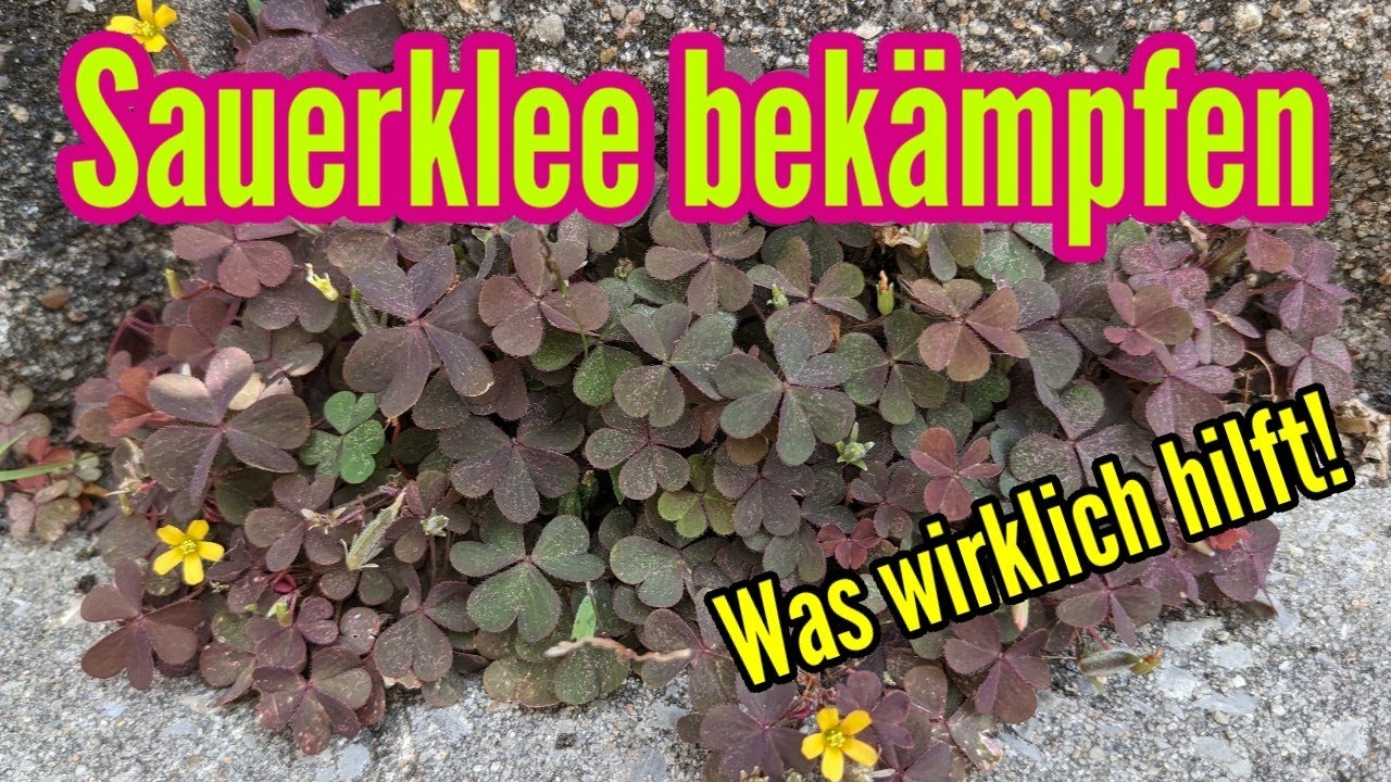 Sauerklee bek&auml;mpfen im Garten im Rasen und in Steinfugen - Horn-Sauerklee entfernen