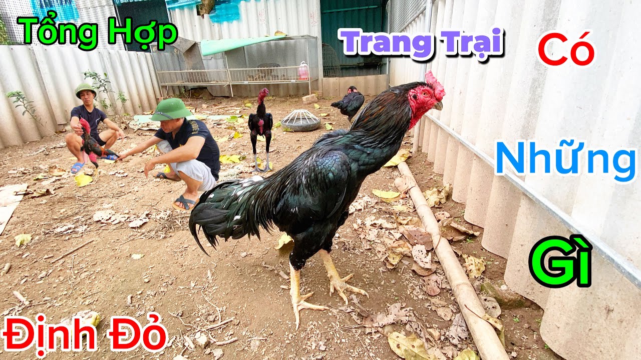 Trang Trại Của 3 Anh Em Có Những Gì ? Tổng Hợp Tất Cả Các Ô Chuồng Của Em Định Đỏ / Định Đỏ
