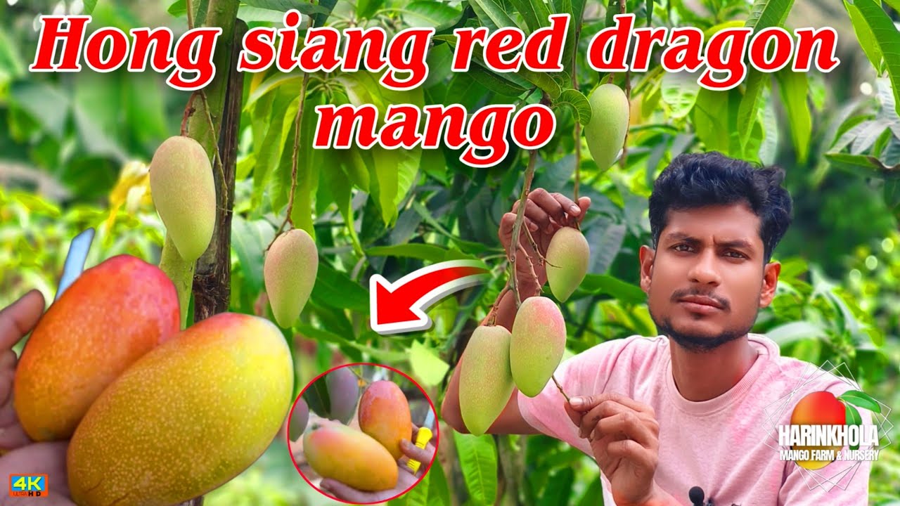 How about eating perennial colorful mango Hong Siang Red Dragon