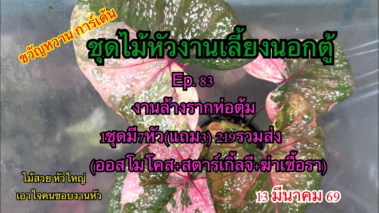 🌻🍀โปรจัดชุดงานหัวไม้นอกตู้Ep.84🌻🍀 13 มีนาคม 69☎️094-5323653 #บอนสี  #บอนสีขวัญหวานการ์เด้น