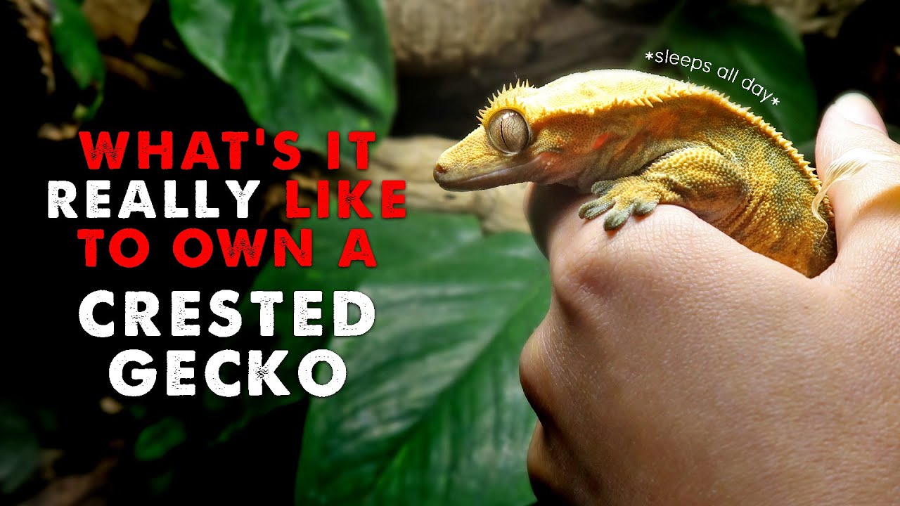 Owning A Crested Gecko | DAY IN THE LIFE