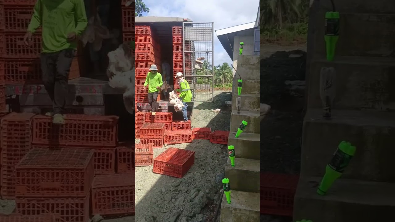 4e farm san miguel leyte January 21:2026.