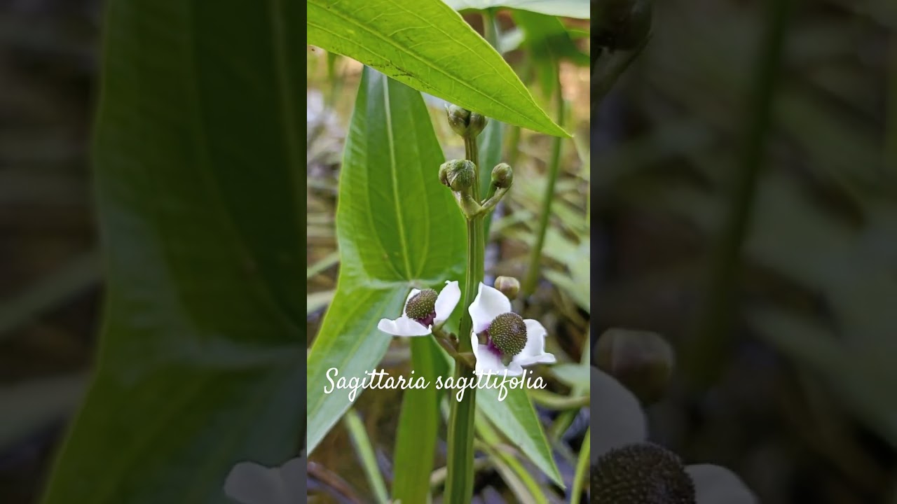 Funny Sagittaria sagittifolia or Swamp Potato #shorts  #herbarium