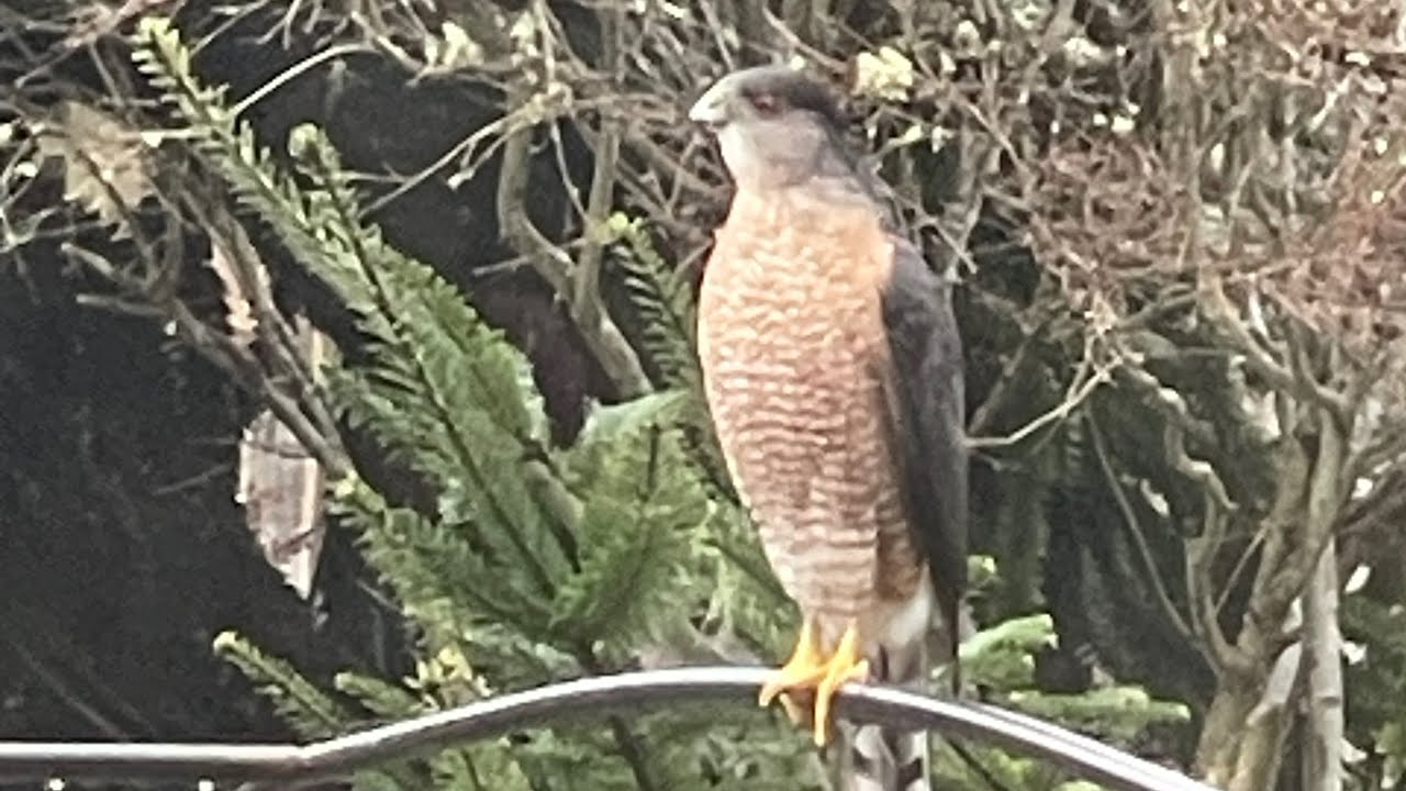 Accipiter Cooperii - Cooper&rsquo;s Hawk