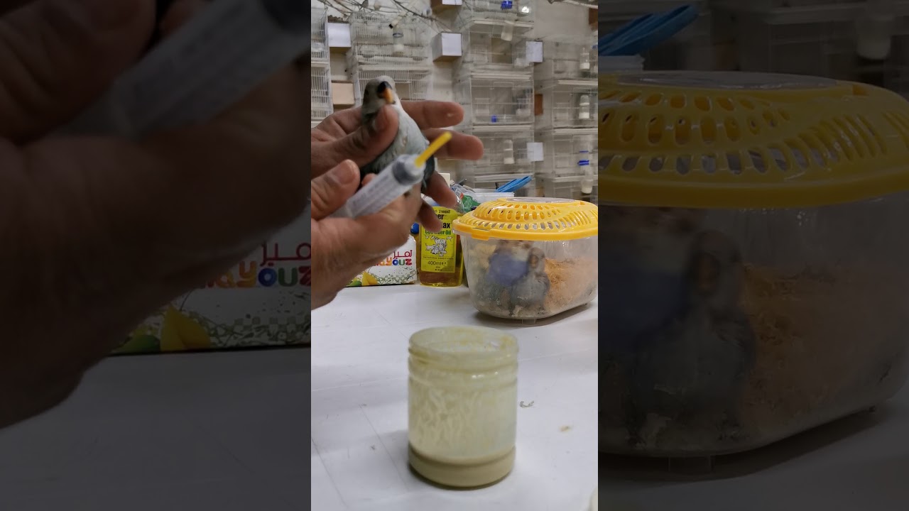 طريقة غر فروخ الروز مع ابوهيثم